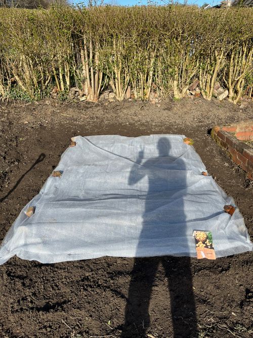 Potato bed covered in a white mesh. The sun shines from behind. The shadow of a figure (me) stretches out, posing with the peace sigh.