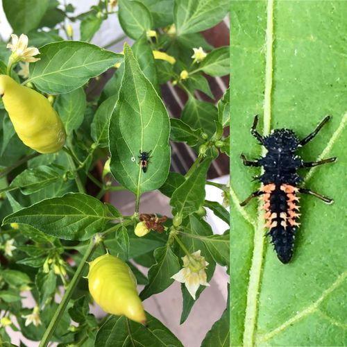 Left: Harlequin ladybird larvae on a chilli plant. The plant is in flower, with unripe chillis growing. The Harlequin ladybird larvae is a little scary looking. Mostly black with a bit of a spiky orange rectangle and 6 legs. Right: A zoomed view of the ladybird larvae.