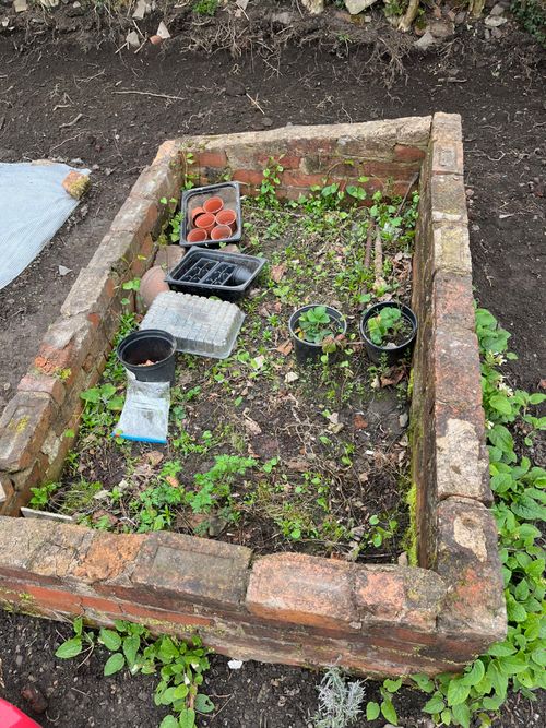 A brick coldframe with no lid. Inside is a mess of scattered pots, rusted metal, and weeds. Lush, fresh bindweed growth scales the perimeter. A couple of potted strawberries look lost, intimidated.