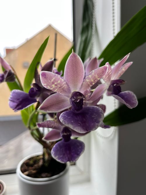 A purple orchid, variety unknown, with an abundance of purple flowers across three stems and long, green leaves.