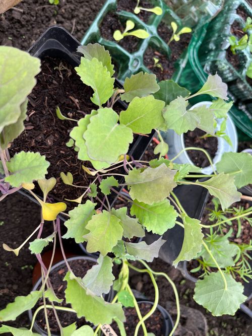 Large brassica seedlings jostle for space in a square pot.