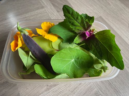 A re-used plastic takeaway container contains a rainbow of colour, including peas, flowers, and editable foliage.