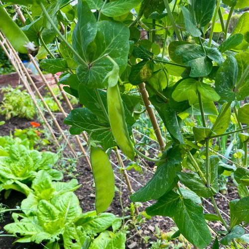 Large, flat pea pods hang down attractively from a diagonal support. Below lush green lettuce and the pop of an orange nasturtium flower.
