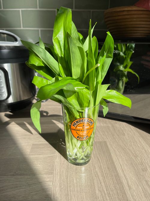 Cut wild garlic on a kitchen counter, sat it a glass of water. The glass features Henderson's Relish, 'strong and Northern'.