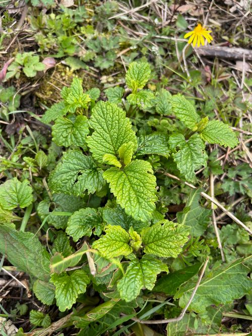 A small plant with mint-like leaves stands out amongst grasses and obvious weeds.
