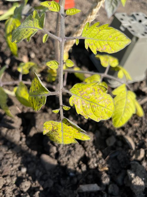 A yellow tomato leaf, with a hint of green. It's peppered with dry, light brown speckles.