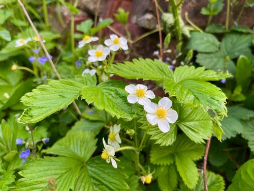Wild strawberry flowers, dainty but promising.