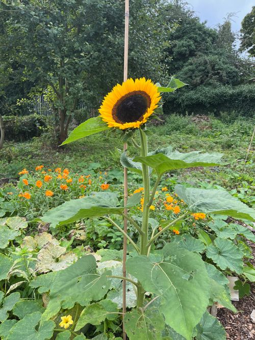 A nice big, sunflower head. As big as your head, but more brown. Yellow/orange petals contrast pleasantly against a rich, deep brown centre. It reminds me of a bee.