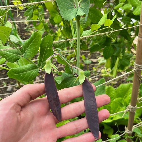 My hand cradles 2 large, flat purple peas. They are vibrant and striking.