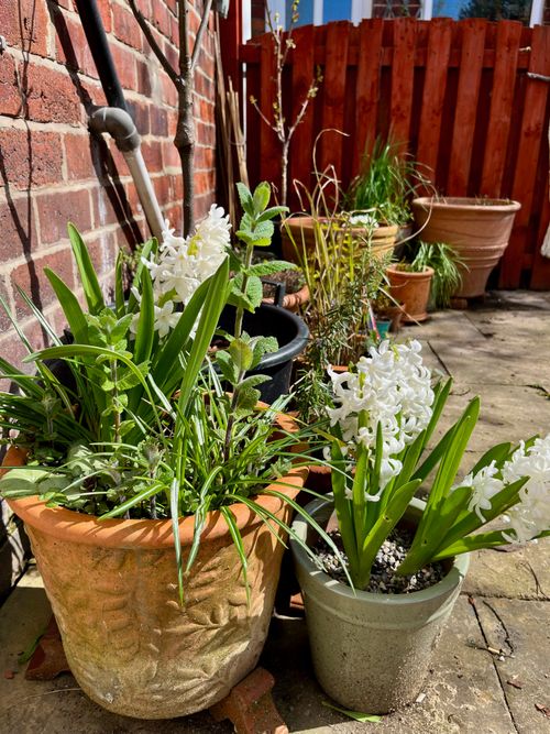 A lush spring pot of white hyacinths, apple mint, crocus and cyclamen foliage. In the backdrop potted trees are in bud.