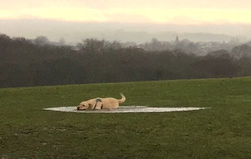 A view of a park. Grass stretches into the distance and rolls over a hill. A few large, leafless trees stand tall from the grass. Behind, clusters of trees and higher ground obscured by fog. To the left a very good boi, a large dog in a puddle, legs entirely submerged. It seems to be having a lot of fun.](/images/good-boi.jpg) ![The previous image cropped to focus on the good boi.