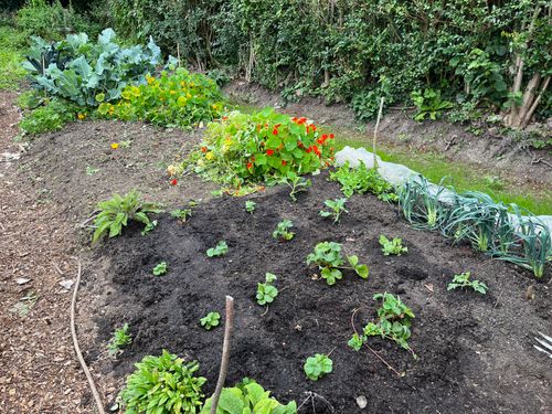A neat vegetable bed, with even rows of young strawberries, followed by a row of spring cabbage, leaks, and rocket. The bed ahead is more roughly cleared, this is where peas were, two large nasturtiums dominate the corners and are full of flower.