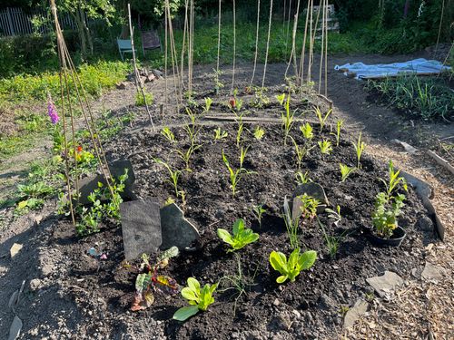 All sorts of young plants sit neatly in rows, enjoying the evening sun. A fox glove with bright pinkish blooms stands out within a more wild verge to the left.