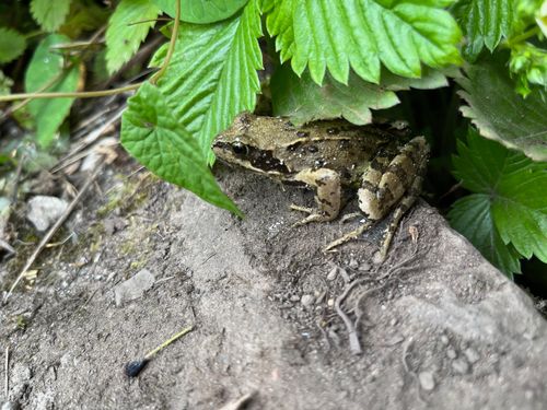 A beautiful little frog, rich green with bright eyes. It has something covering its body, tiny white speckles.
