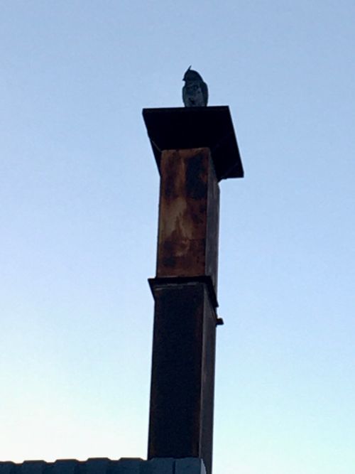 A majestic owl perched way up high on a building chimney. It's not an owl though, it's fake.](/images/not-an-owl.jpg) ![A closer view of the majestic owl, perched way up high on a building chimney. It has long ear feathers. It's not an owl though, it's fake.