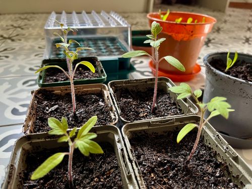 Seedlings in pots of all kinds. Up close, growing strong, tomatoes with their first true leaves.