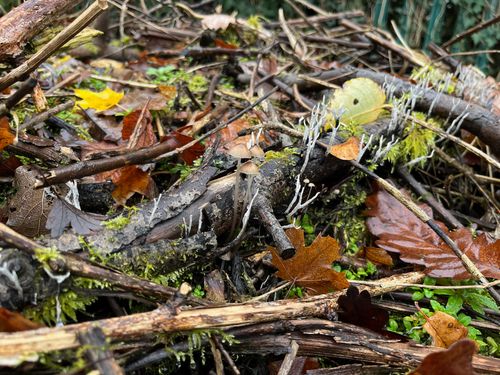 A mossy, old branch atop of of the piles. Mushrooms and fungus fruit from its damp, peeling bark.