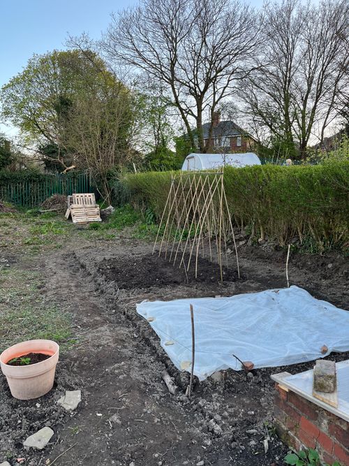 A view of the cleared area of the allotment. Potatoes are protected by a white, fleece-alternative. Behind a freshly dug area. Bamboo canes in two rows meet in the middle, reinforced by another cane in the centre of the start and end of the rows, to form a structure for climbers.