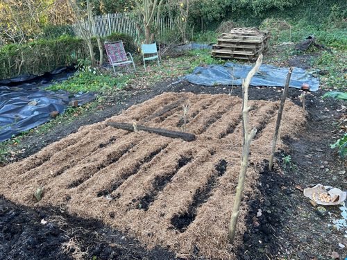 Hay blankets the vegetable bed. Soil is visible between rows made in the hay, like slats in a bed frame.