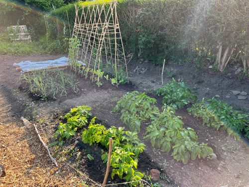 Rows of plants: potatoes, onions, peas, and lettuce.