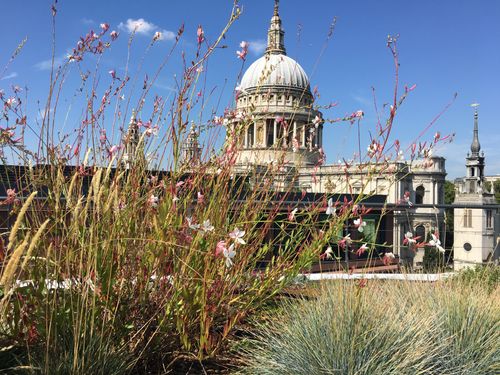 The Bracken House rooftop with flower beds and a view of St. Paul's Cathedral.