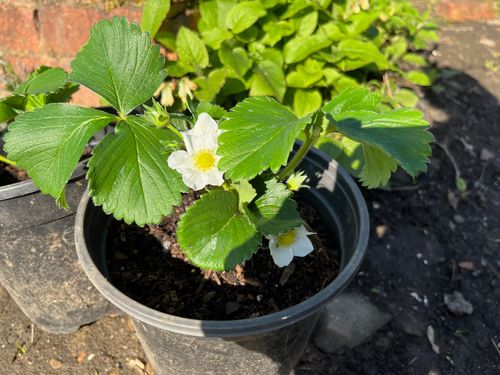 A potted strawberry plant with pretty flowers.