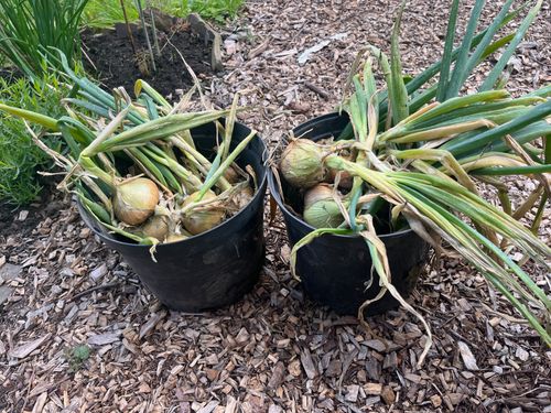 Attractive, half globe onions, green shoots still attached, sit in large plant pots.