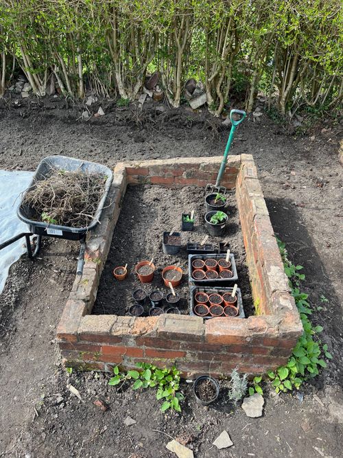 A coldframe, cleared of unwanted plants and junk. To the left a wheel barrow stands full with a mass of perennial roots.
