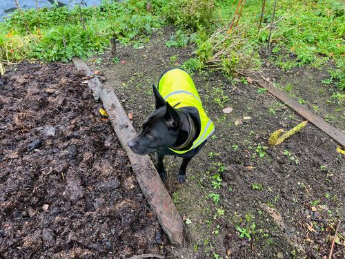 A dog stands on a bare vegetable patch, one half freshly manured. It stands alert, looking away from camera, with her cute little high-vis vest.