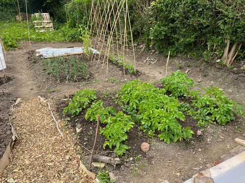 The right side of the plot. A significant area is cleared. Tidy rows of potatoes, onions, peas, stretch outward. Behind a tangle of weeds in full, lush growth.