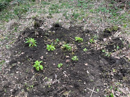 Small fox gloves planted out in a roughly dug over patch of ground.