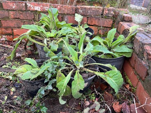 Foxglove plants in pots, sheltered in an open coldframe.