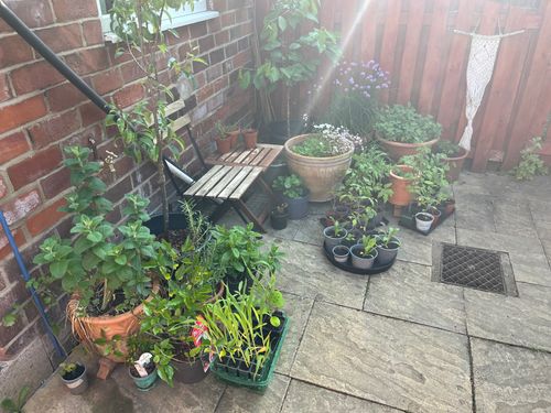 A small seating area against my house surrounded by plants, edible and decorative, and small potted trees. In front are multiple trays bursting with little plants in little pots, from tomatoes to corn. The sun shines bright and flares the photo.