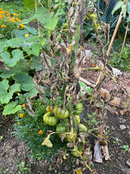 Big, pretty, green tomatoes hang from a dead vine.