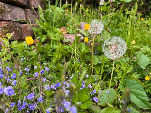 Pretty weeds in front of a stack of bricks. Lush green, bright yellow buttercup, purples, and the magical seed heads of dandelion.