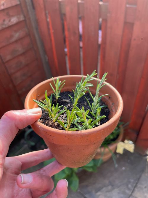 Many small sprigs of rosemary planted snugly into a terracotta pot.