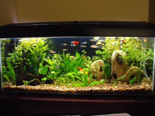 A 3 foot tropical aquarium, vibrant and alive, with various species of plants and colourful fish.