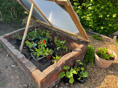 A brick cold frame, with its lid propped open with a plank of wood. Lots of plants sit inside in pots. The ground in-between the pots is dry and clear of any competition.