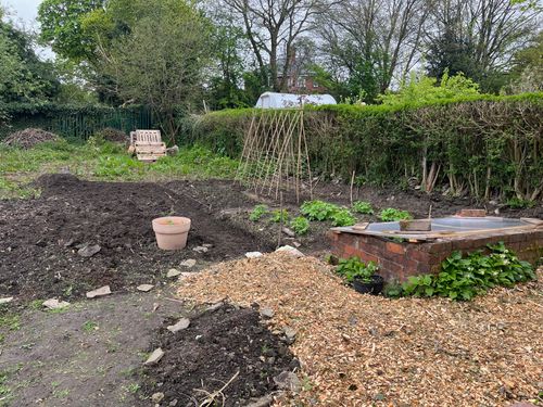 A view from the front of the plot. A coldframe. A woodchip path. Potatoes sprouting. A bamboo frame for peas. It's beginning to take shape, structure.