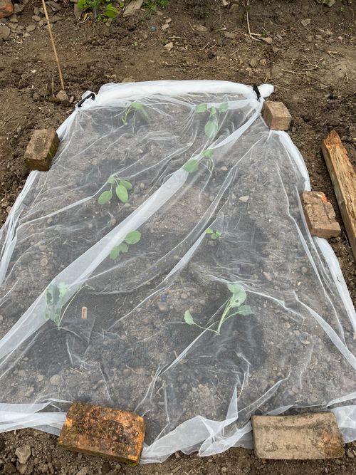 Two rows of four brassica seedlings, with a fine mesh covering.