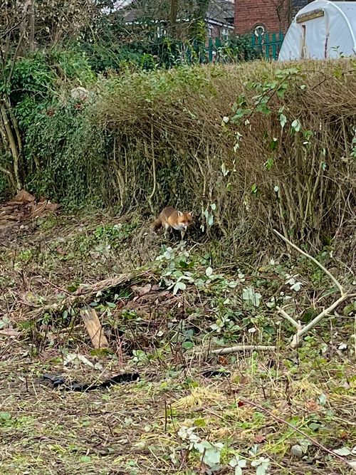 A fox approaches, sticking close to the boundary edge.
