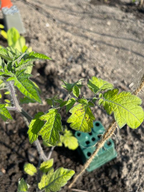 A more green tomato leaf a small amount of light brown speckles, fading to yellow around their perimeter.